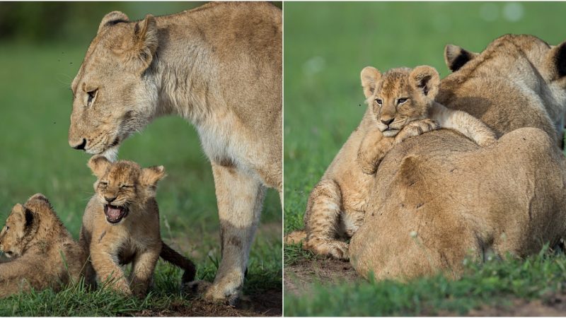A Glimpse into the World of Playful Lion Cubs and Their Devoted Mother