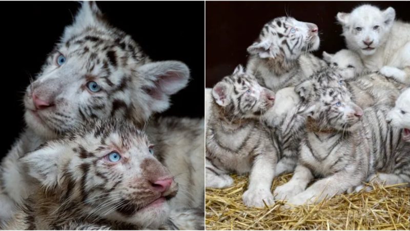 Lion and Tiger Cubs Forge Adorable Friendship at German Safari Park