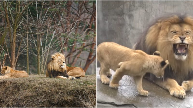 Heartwarming Reunion: Lion Cubs’ Delightful First Encounter with Dad at Oregon Zoo