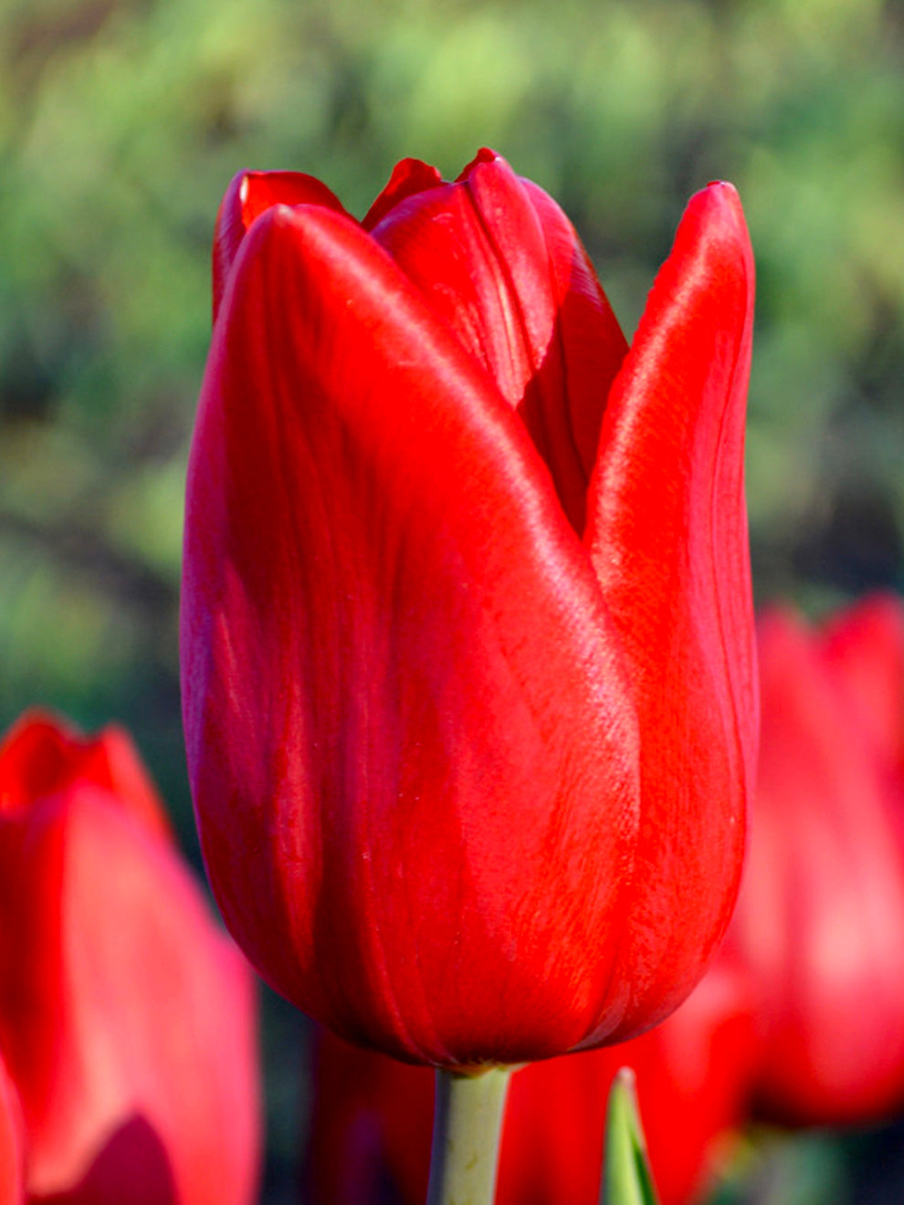 Tulip Red Power | Order Top Quality Tulip Bulbs Online At DutchGrown™