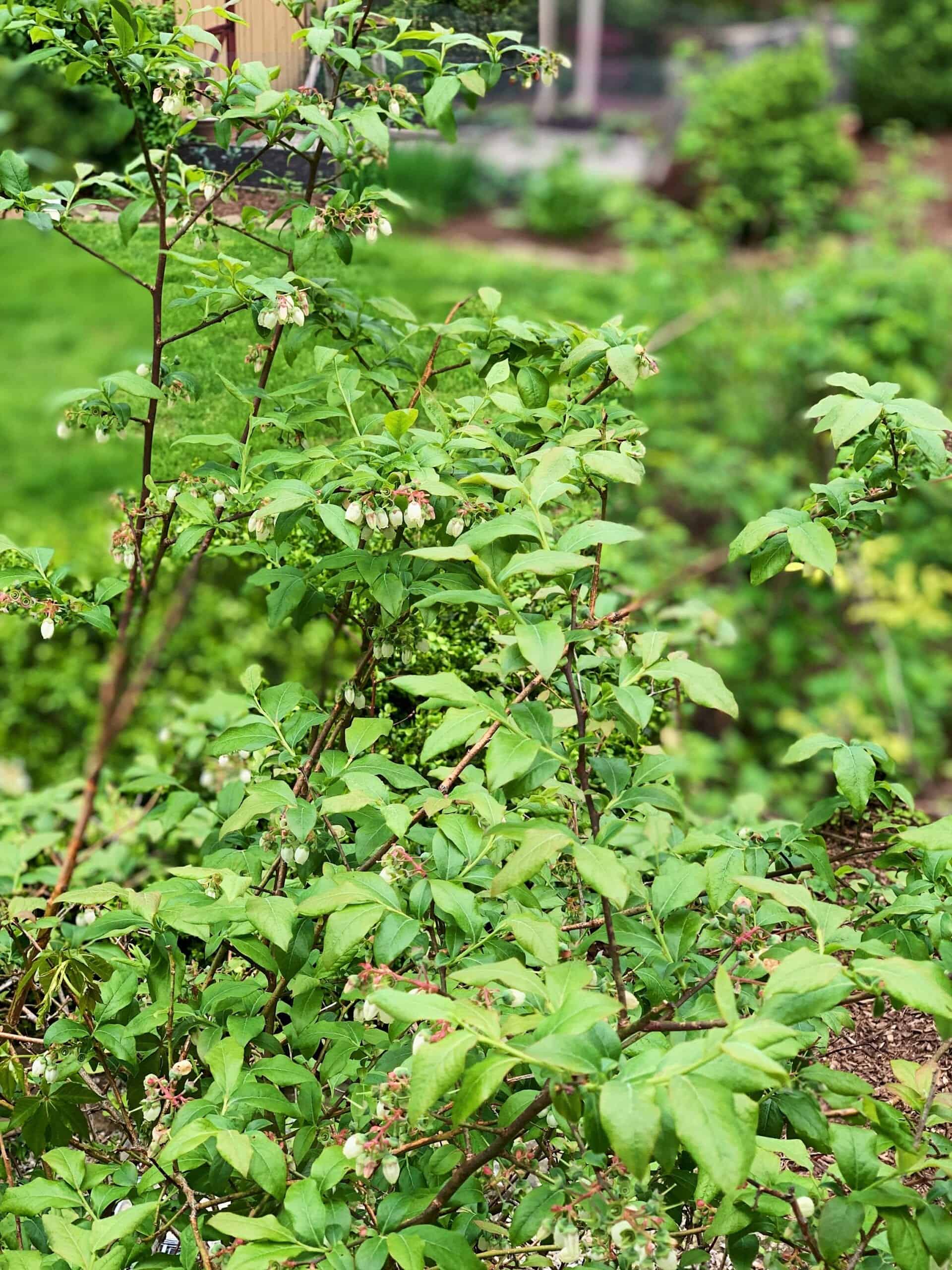 "rosal japonés"