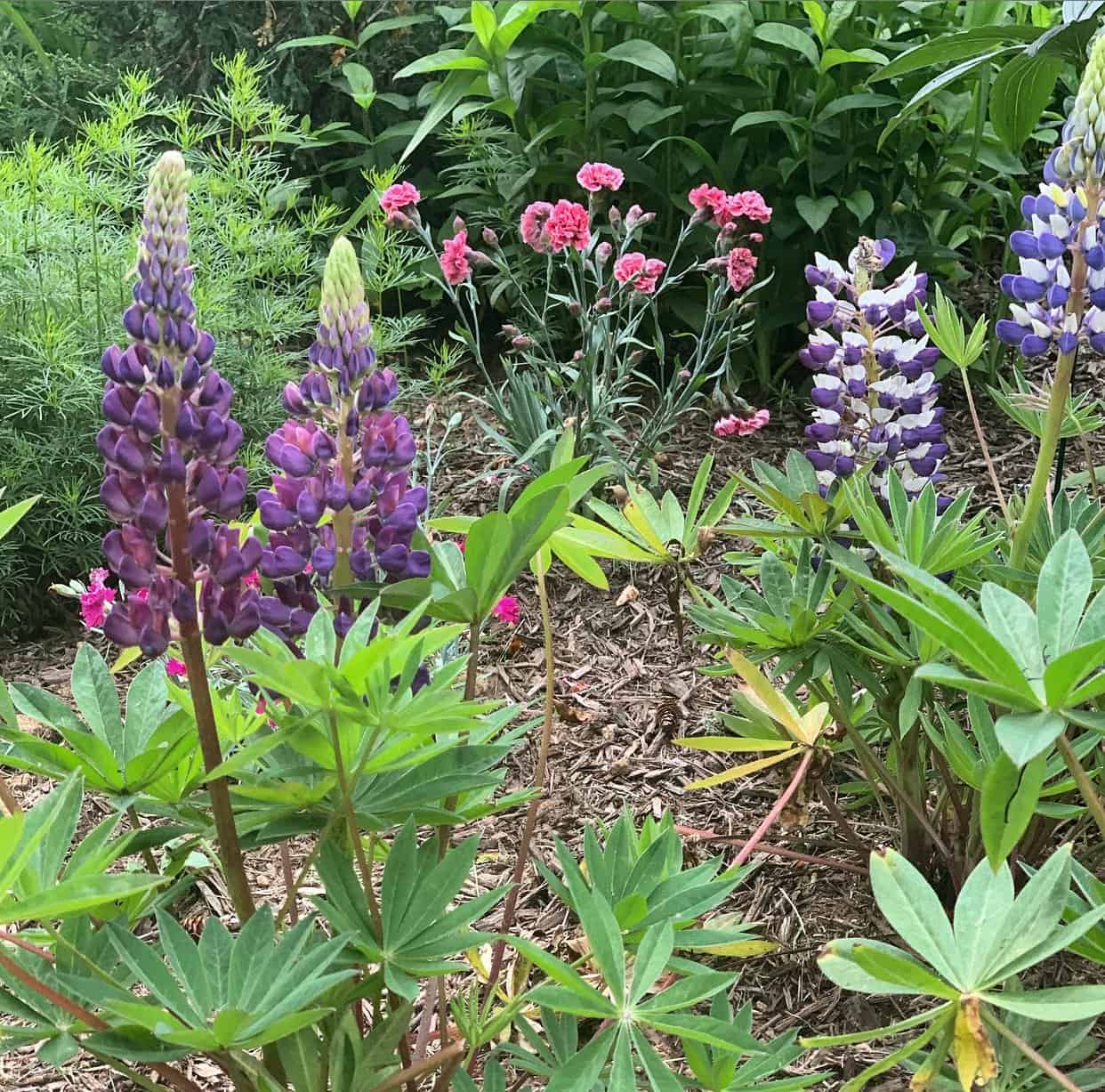 "Jardinería