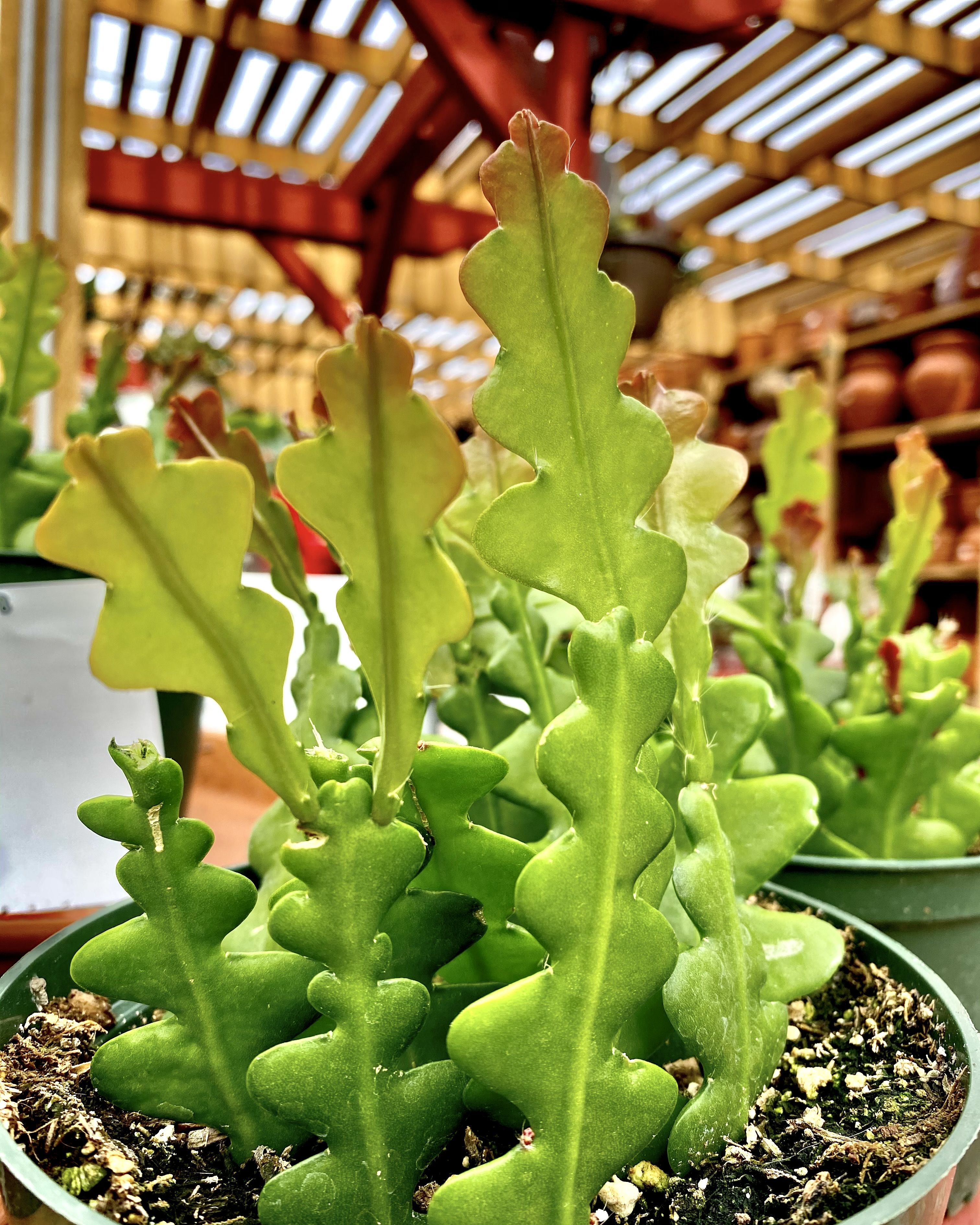 ric rac cactus plant epiphyllum anguliger