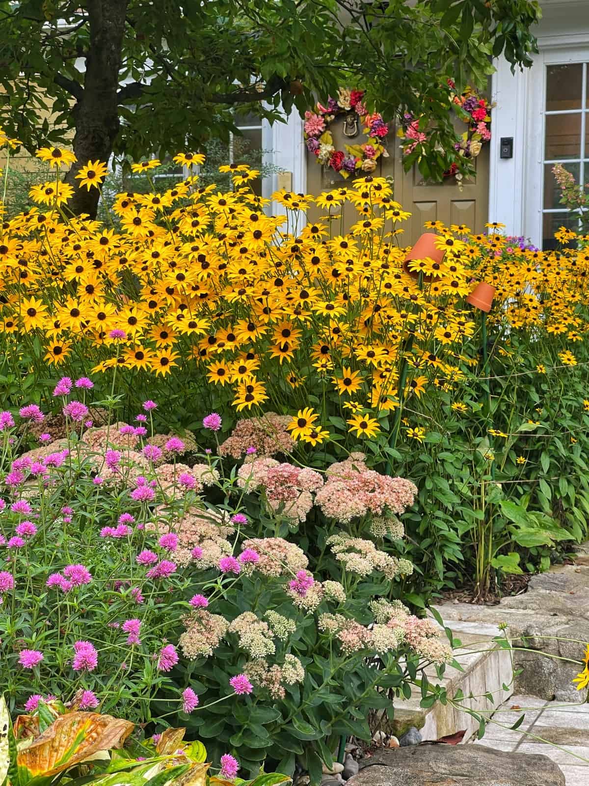 "rudbeckia