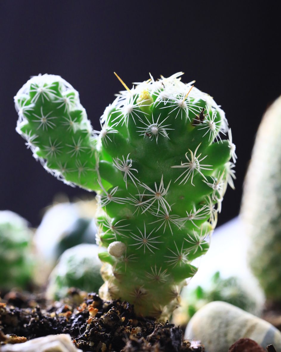 types of cactus thimble cactus