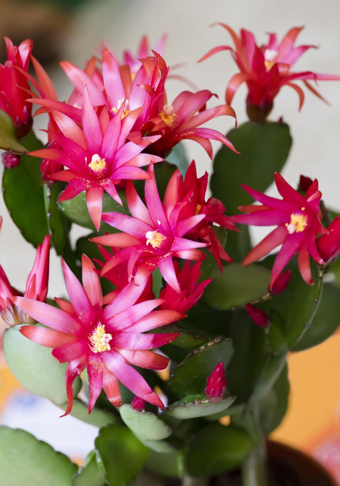 potted easter cactus, with plump round leaf segments, covered in bright pinkish red flowers