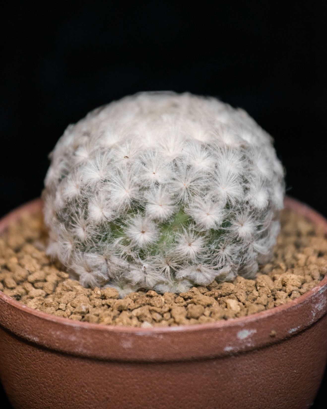 mammillaria plumosa, a ball shaped type of cactus covered in white feathery spines in pot