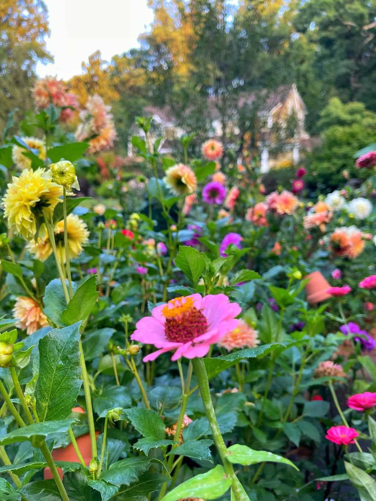 "zinnias