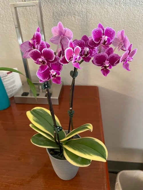 "orquídeas