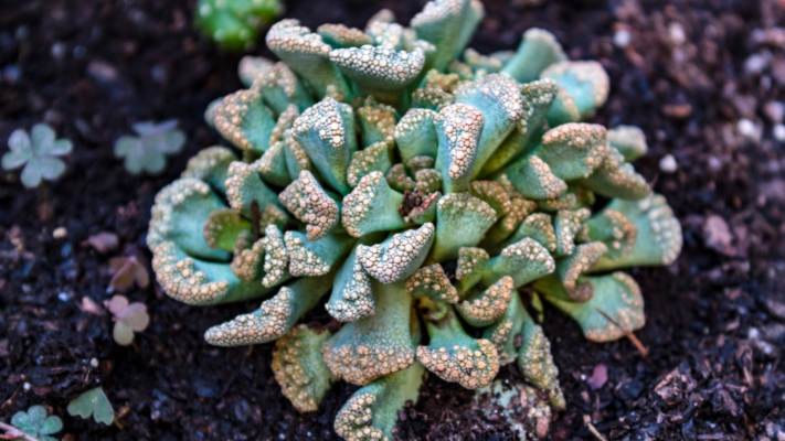 ""Titanopsis"