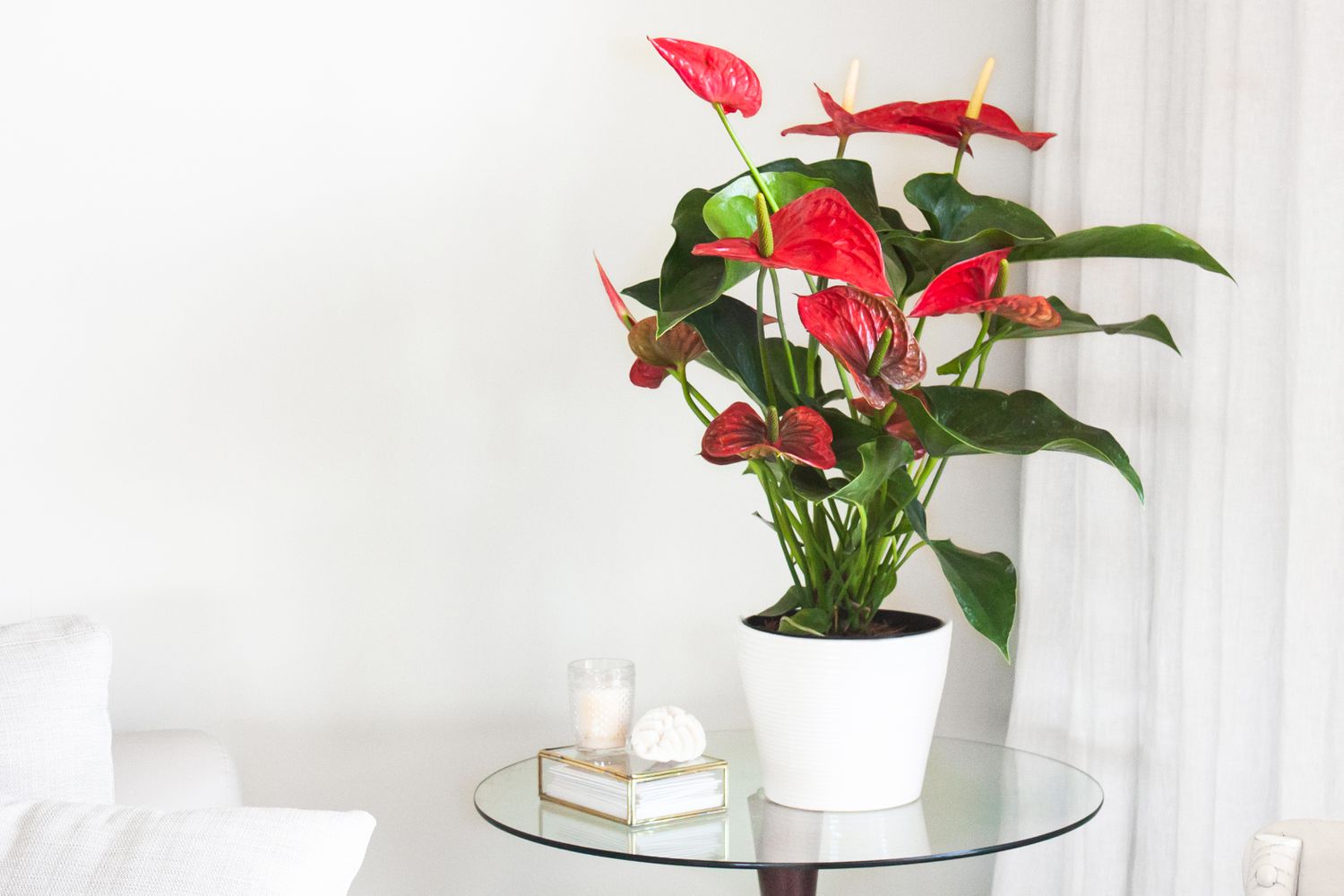 ""Anthurium:"