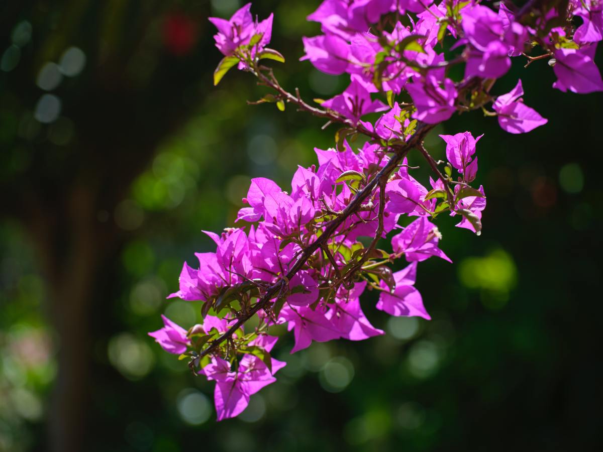 Tìm hiểu vẻ đẹp của cây hoa giấy, gợi ý cách trồng và chăm sóc tại nhà |  Cleanipedia VN
