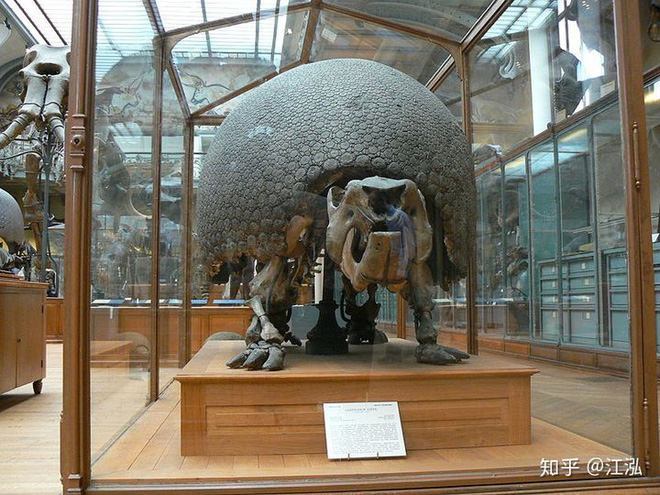 Glyptodon: Lâu đài di động ở Nam Mỹ - Ảnh 3.