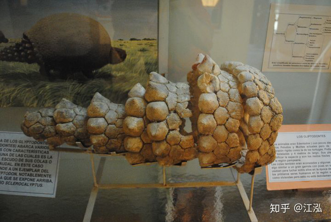 Glyptodon: Lâu đài di động ở Nam Mỹ - Ảnh 7.