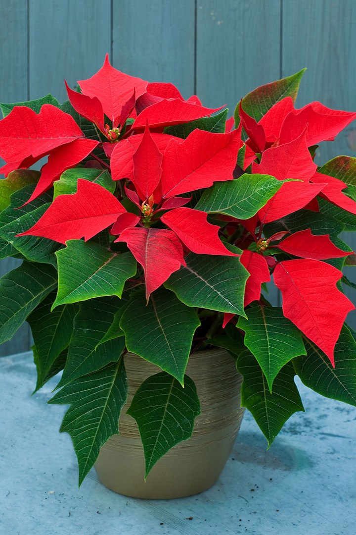 "Poinsettia