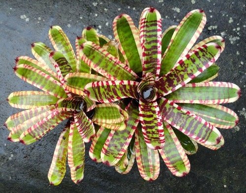 "Neoregelia