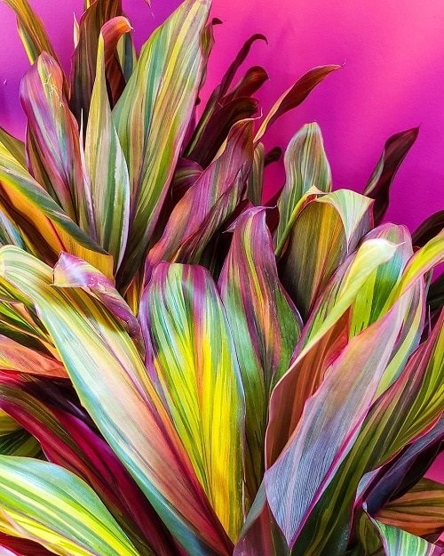 "cordyline