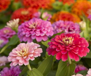 "zinnia