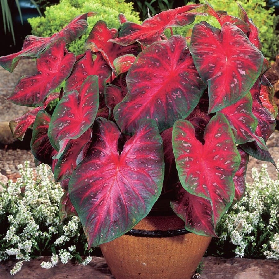 Appealing Red Heart Shaped Houseplants to Decorate Your Home More Charming