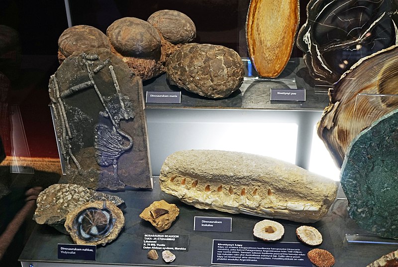 File:Tampere Mineral Museum - fossils.jpg