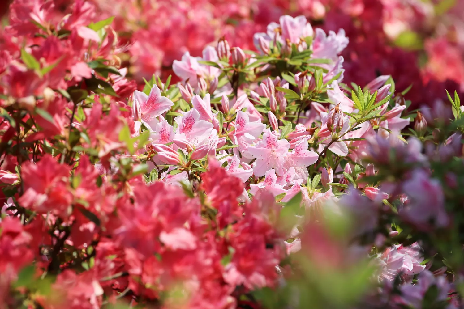 ""Azaleas""