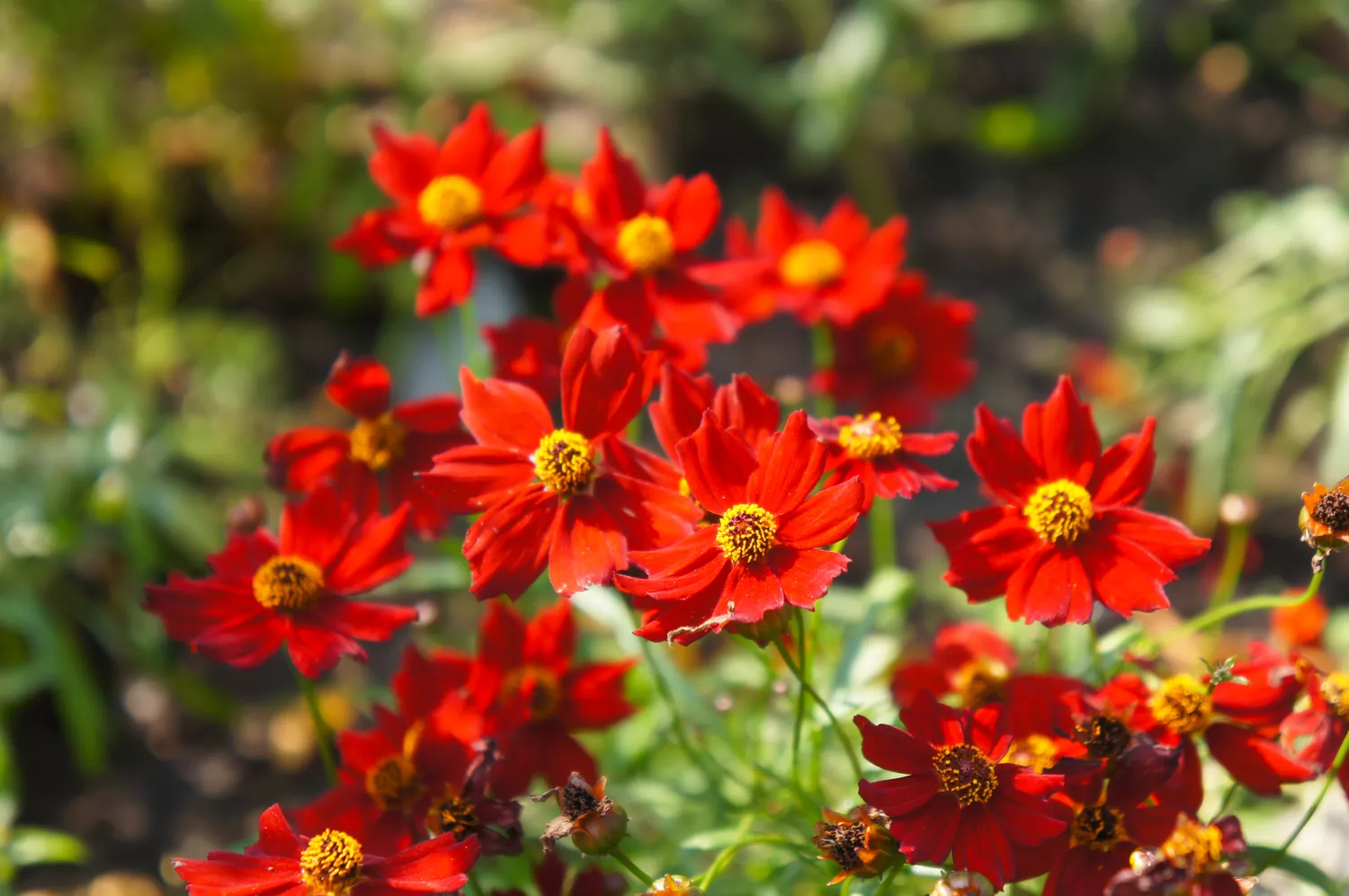 "Coreopsis"