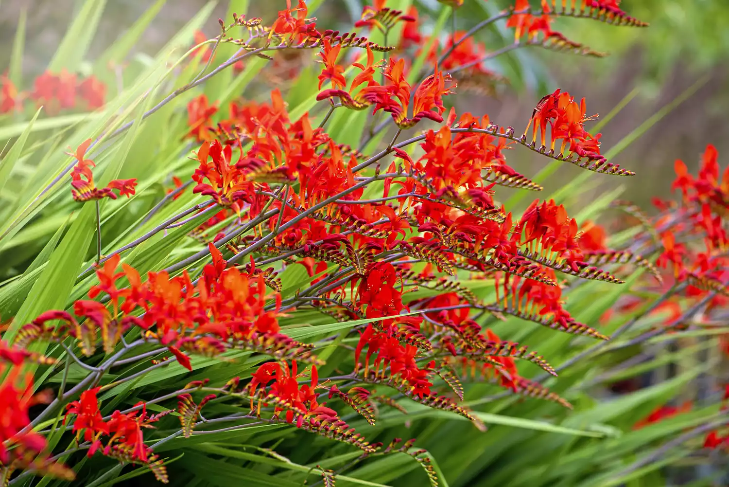 "Crocosmia"