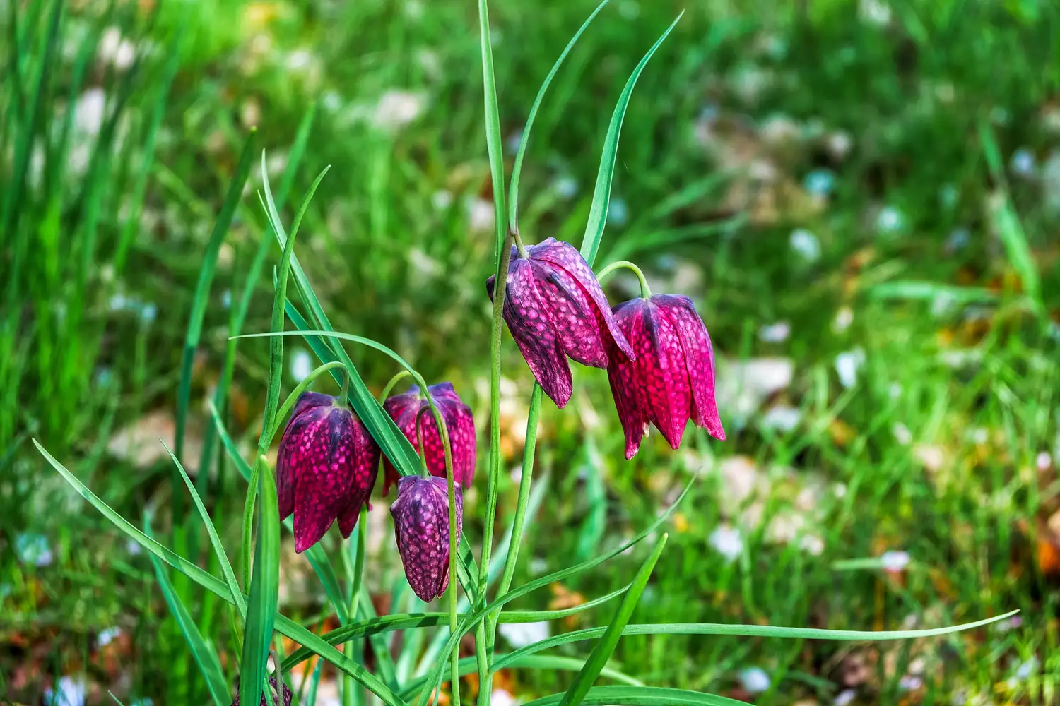 "fritillaria