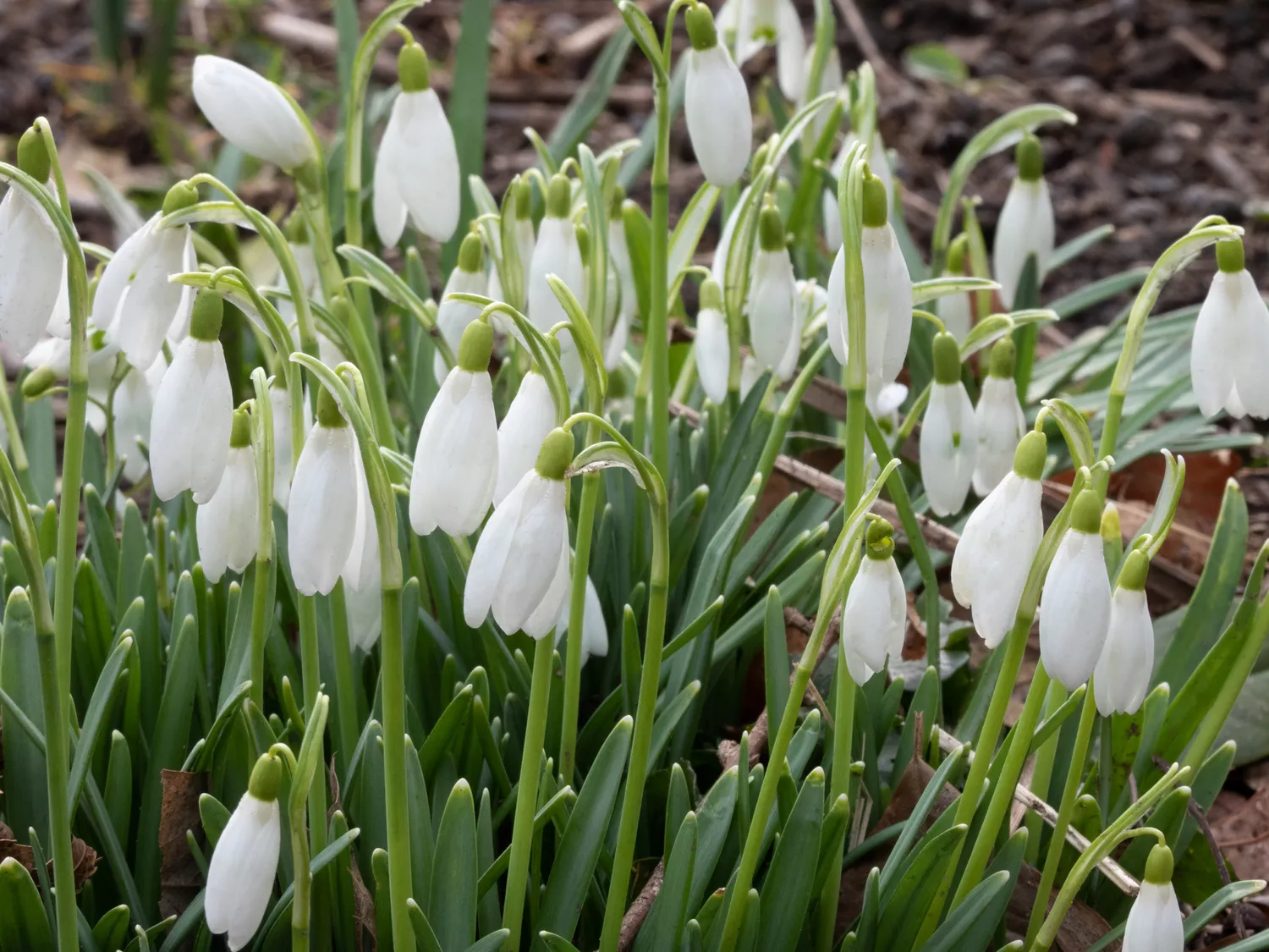 "Campanilla de febrero