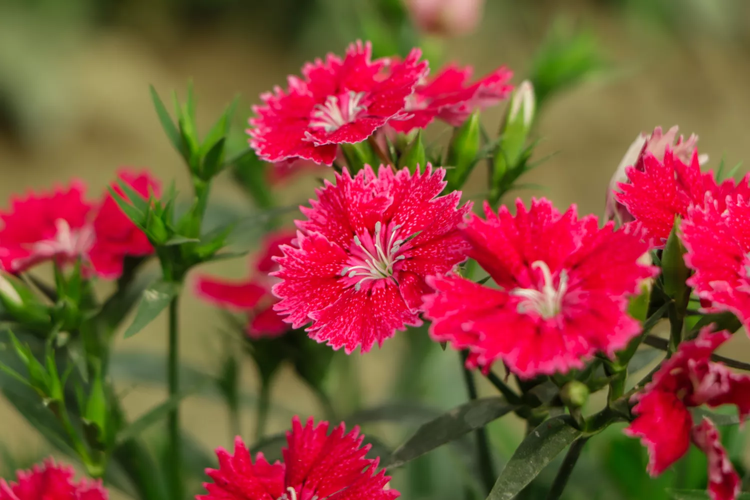 "Dianthus"