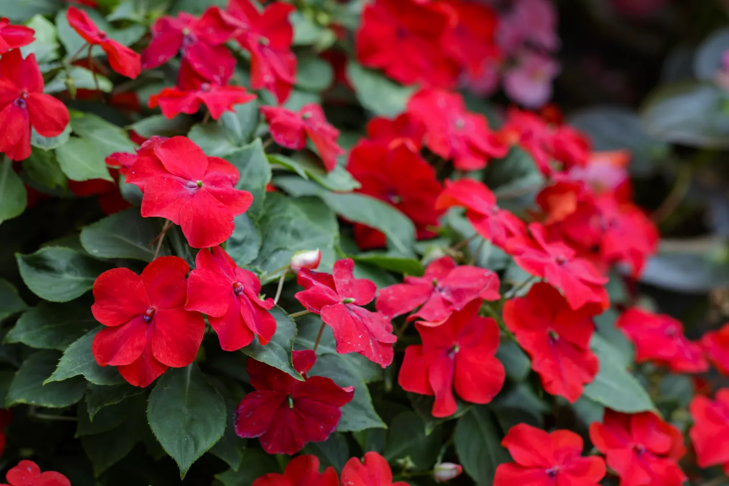 "Impatiens"