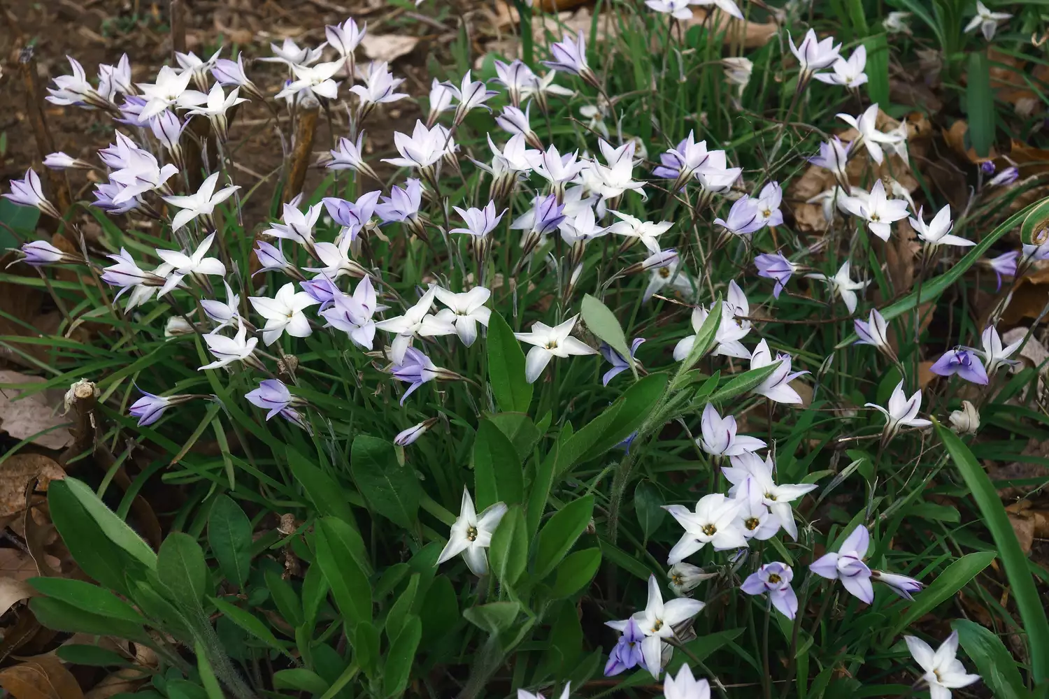 "Ipheion