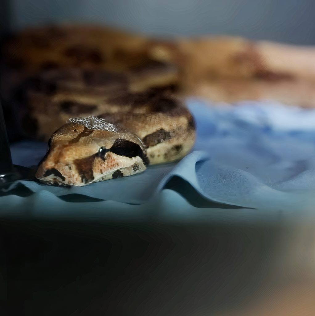 Pet Snake in Dwight Howard's GA Home