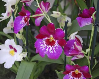 "Miltonia