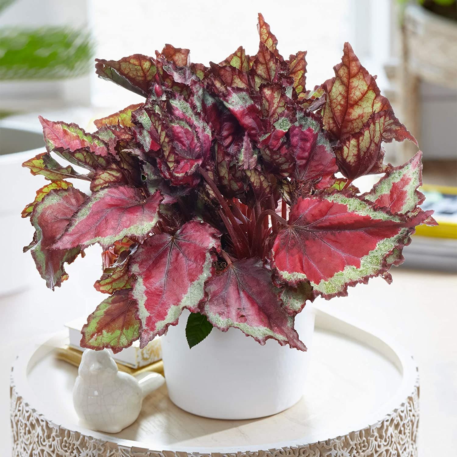 Appealing red heart-shaped houseplants to decorate your home more charming - 75