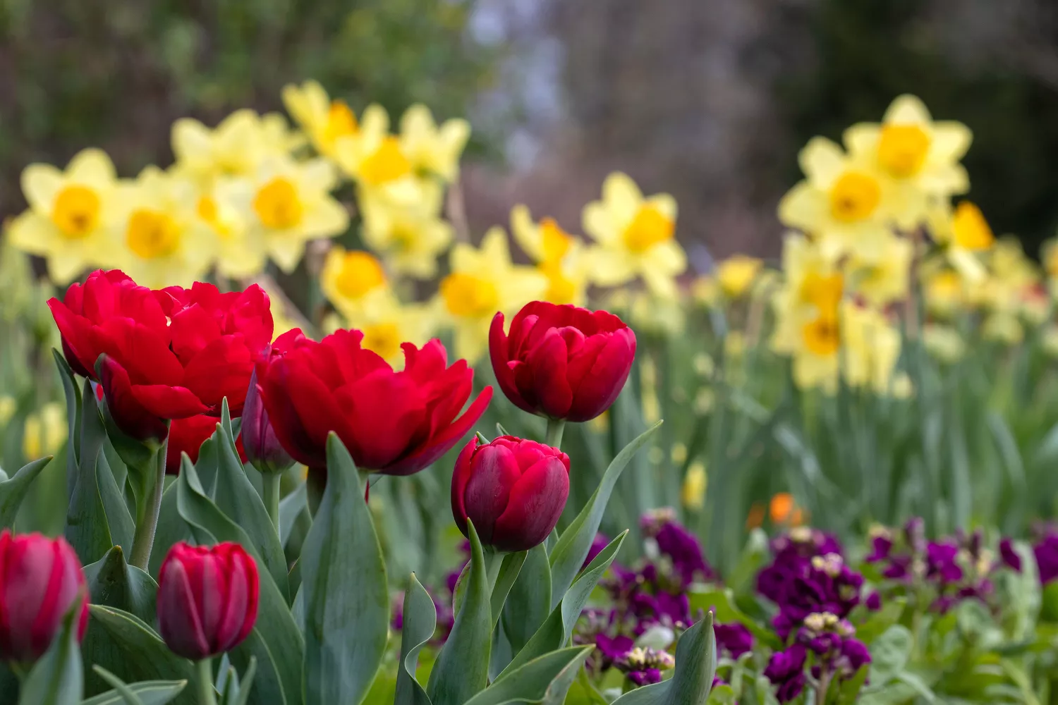 ""daffodils"