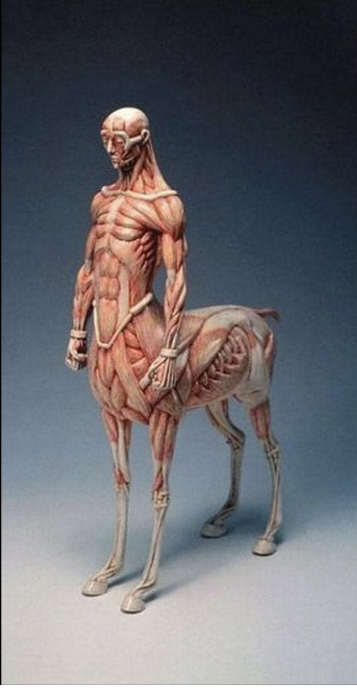 The Mysterious Anatomy of the Centaur Revealed: The Combination of Half Human and Half Horse Leaves Everyone Amazed.nguyen01