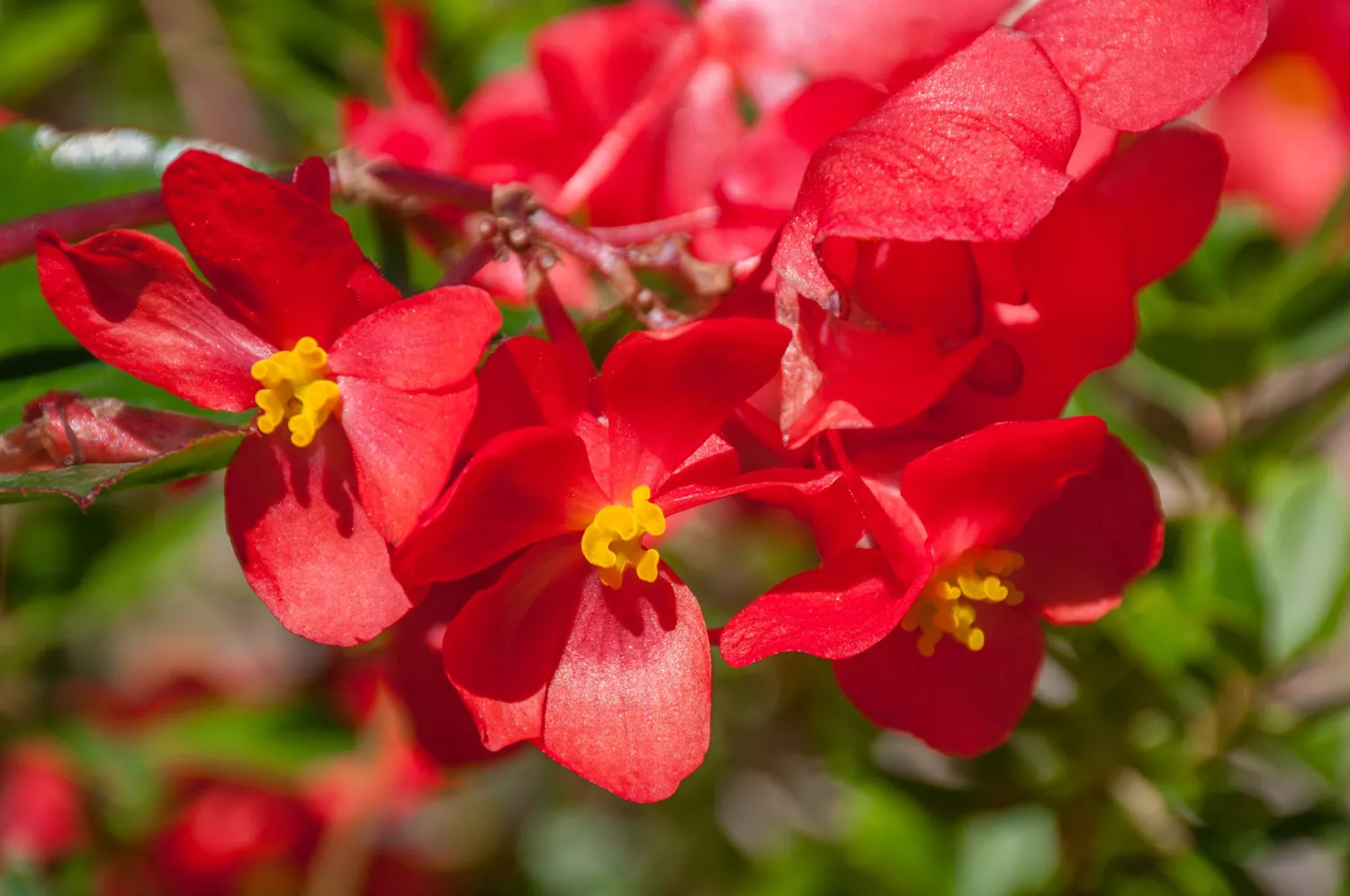 "Begonia"