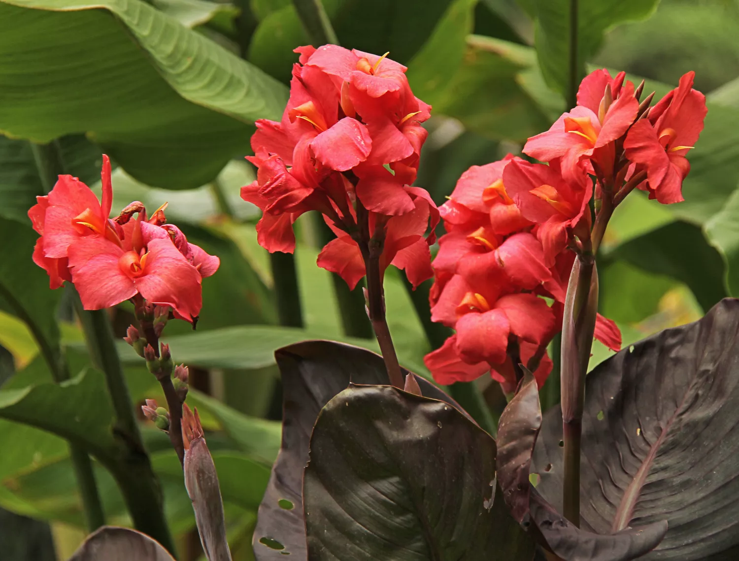 "Cannas"