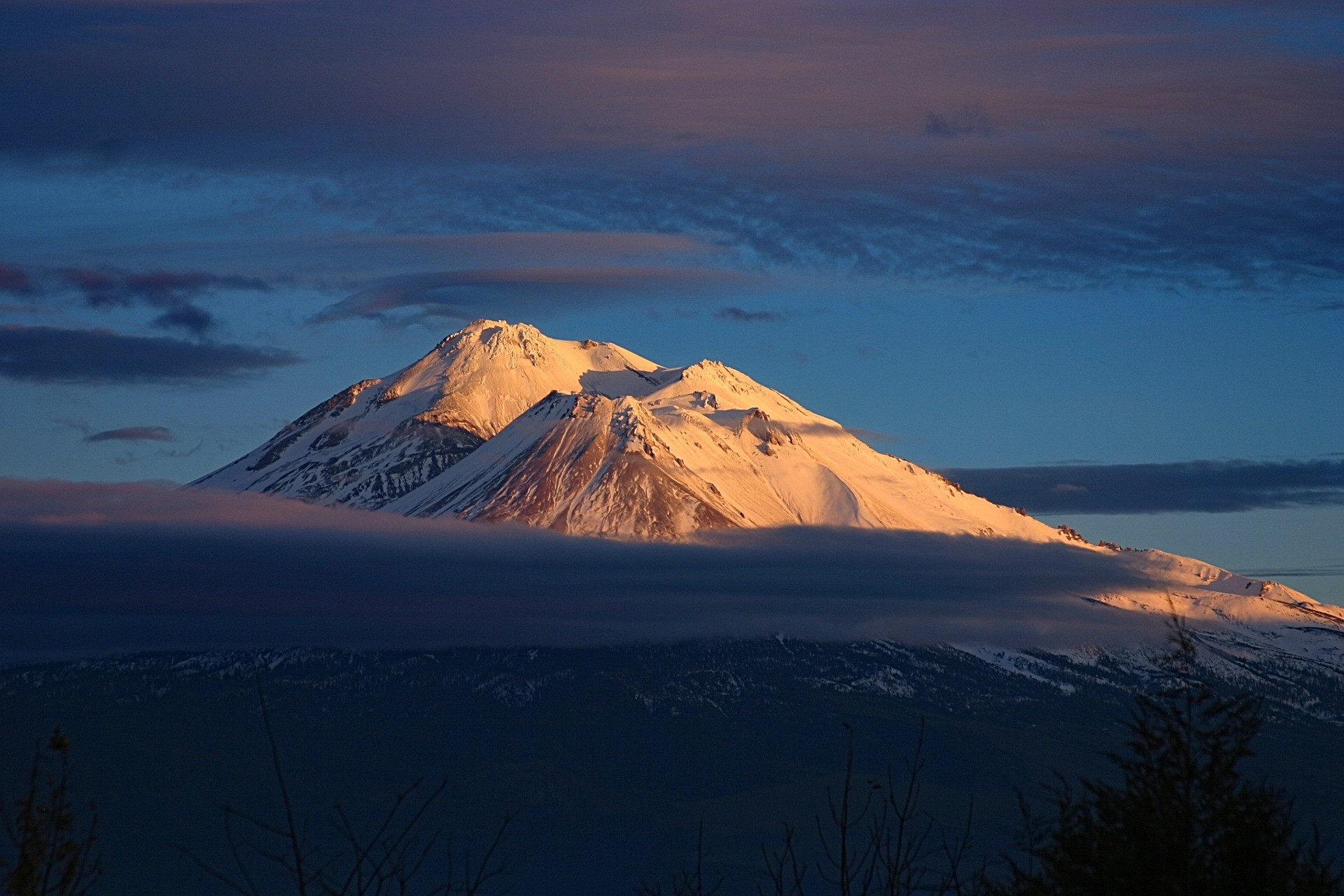 "shasta